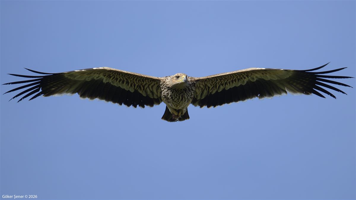 Şah Kartal