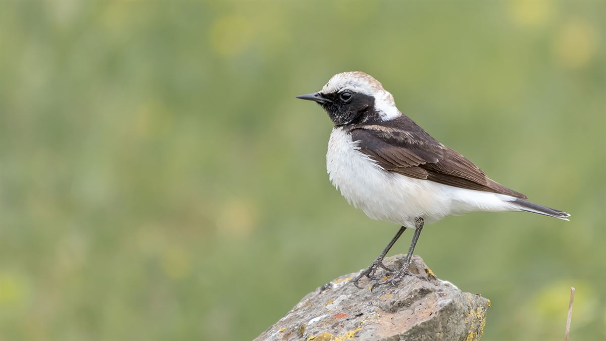 Pied Wheatear