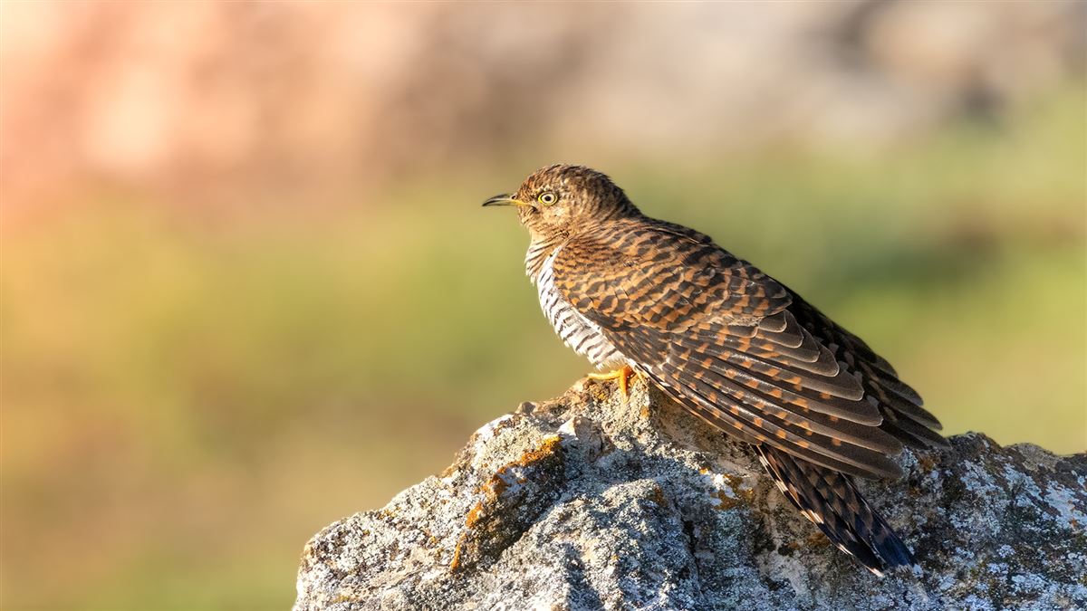 Guguk
