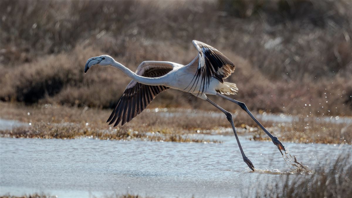 Flamingo