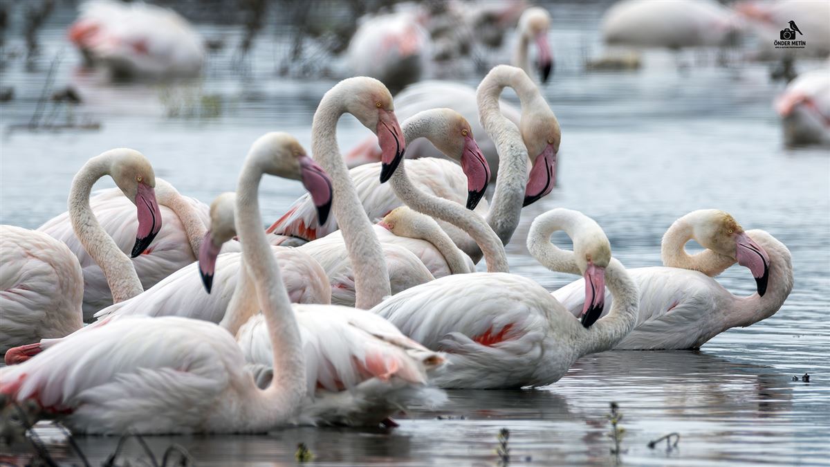 Flamingo