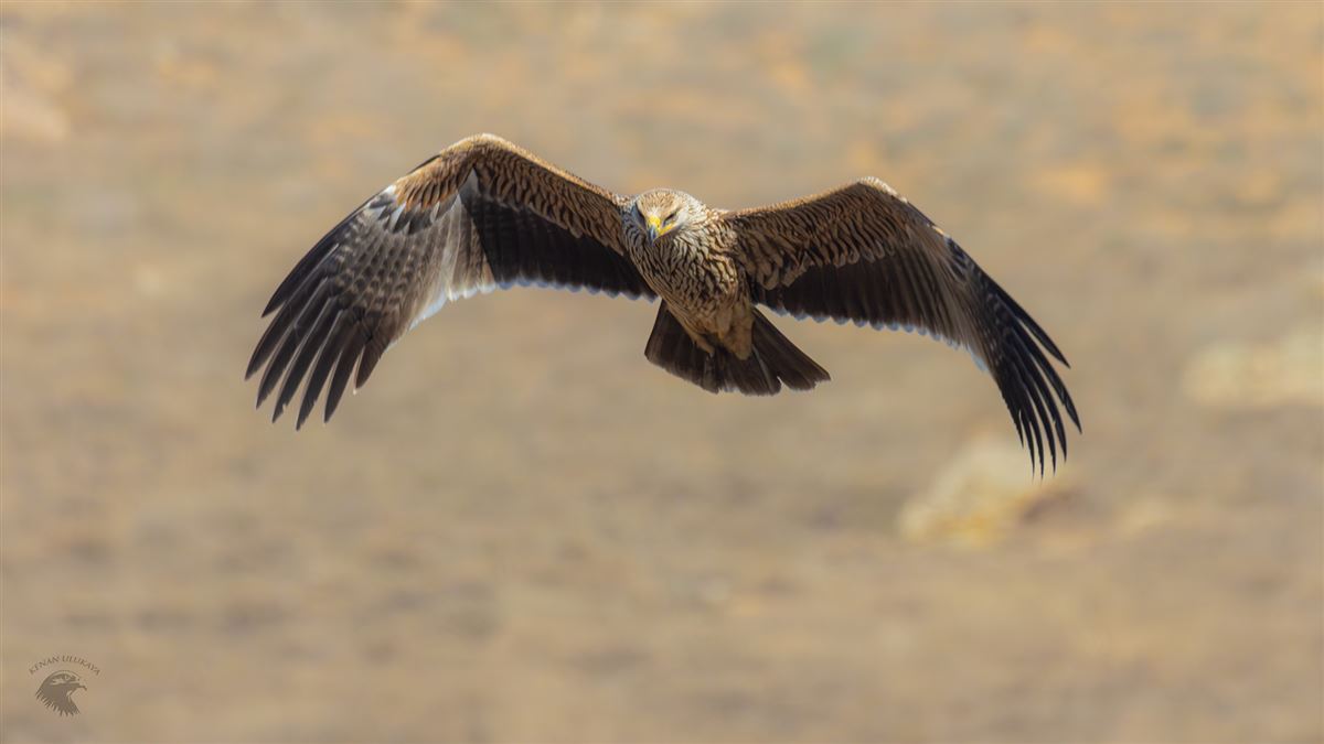 Şah Kartal