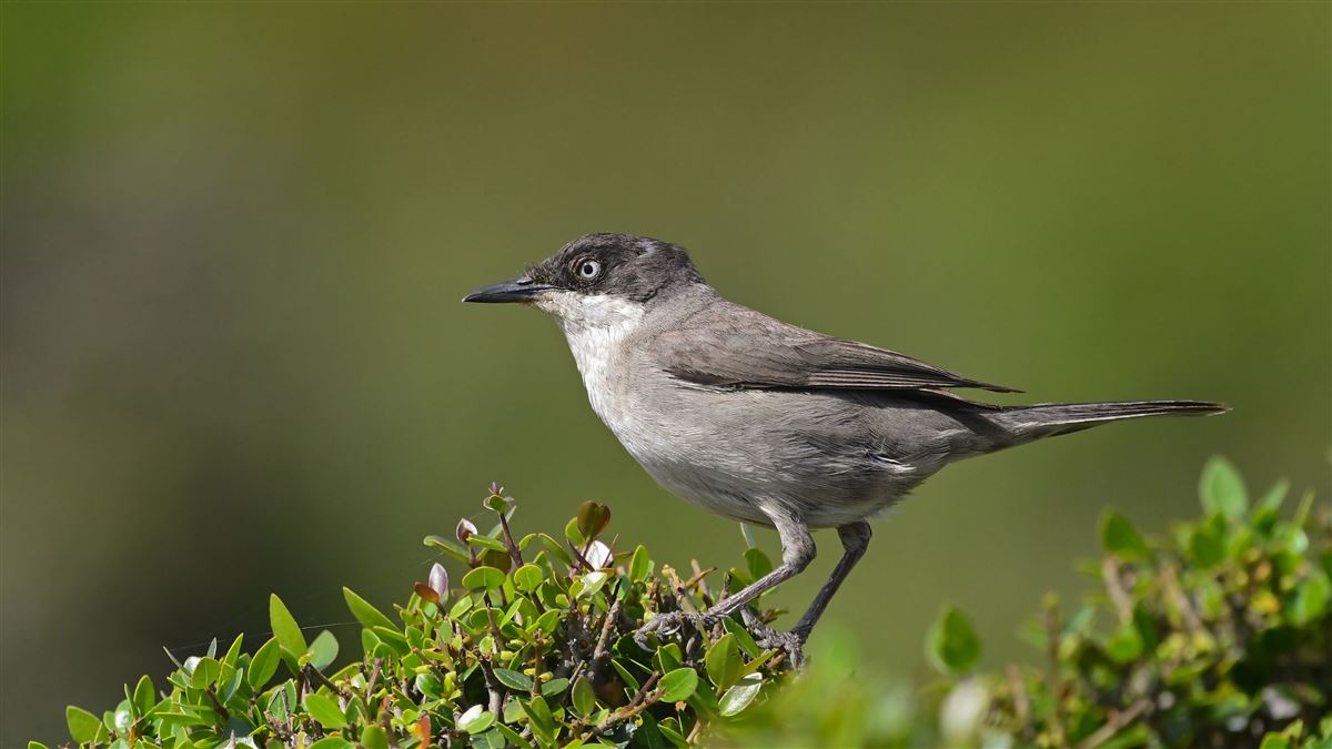 Akgözlü Ötleğen
