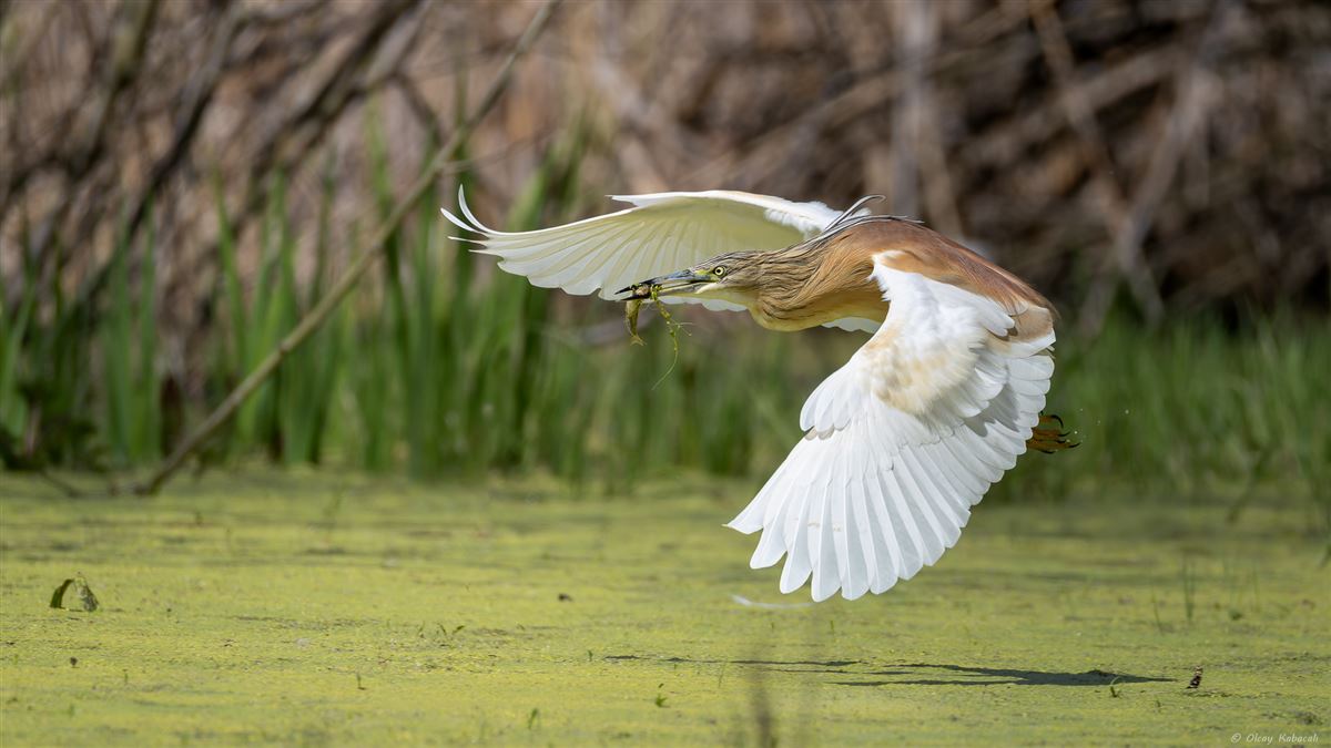 Alaca Balıkçıl