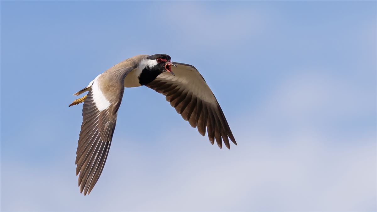 Red-wattled Lapwing