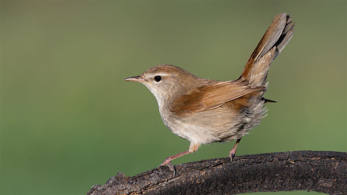 Kamışbülbülü