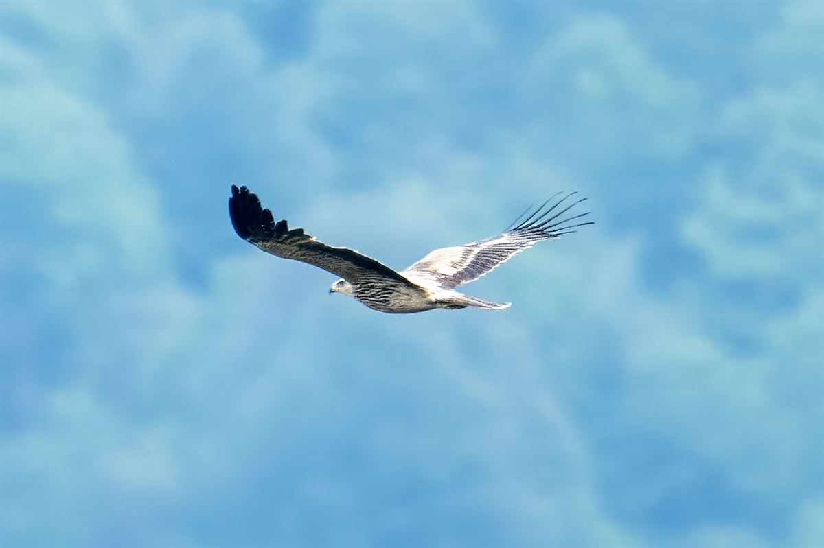 Şah Kartal