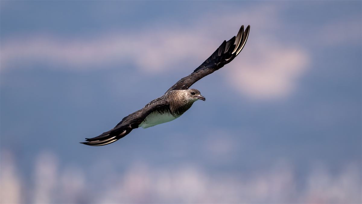 Korsanmartı