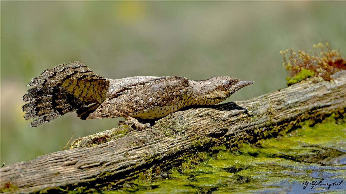 Boyunçeviren