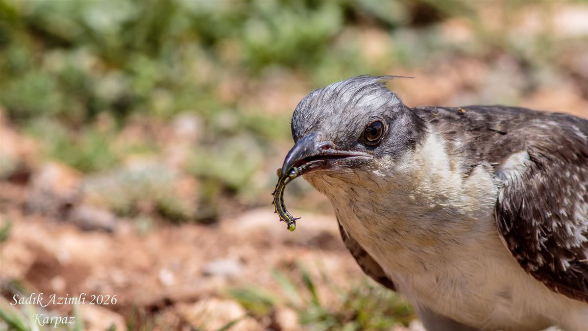 Tepeli Guguk
