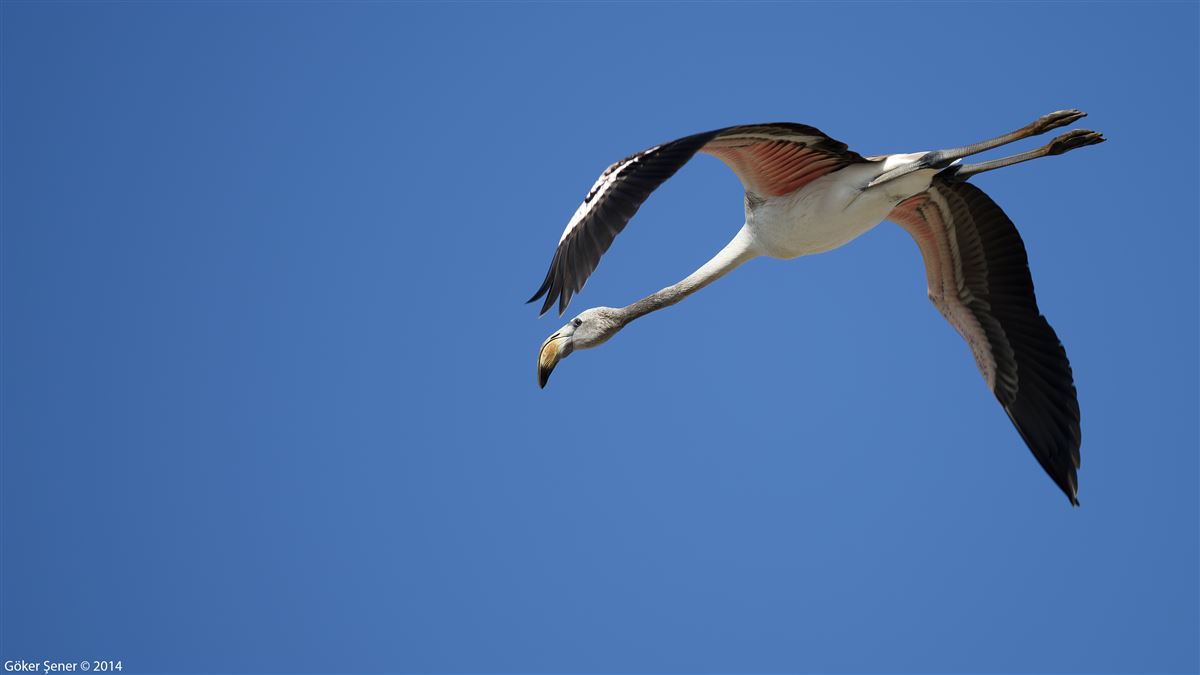 Flamingo