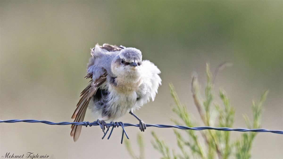 Northern Wheatear