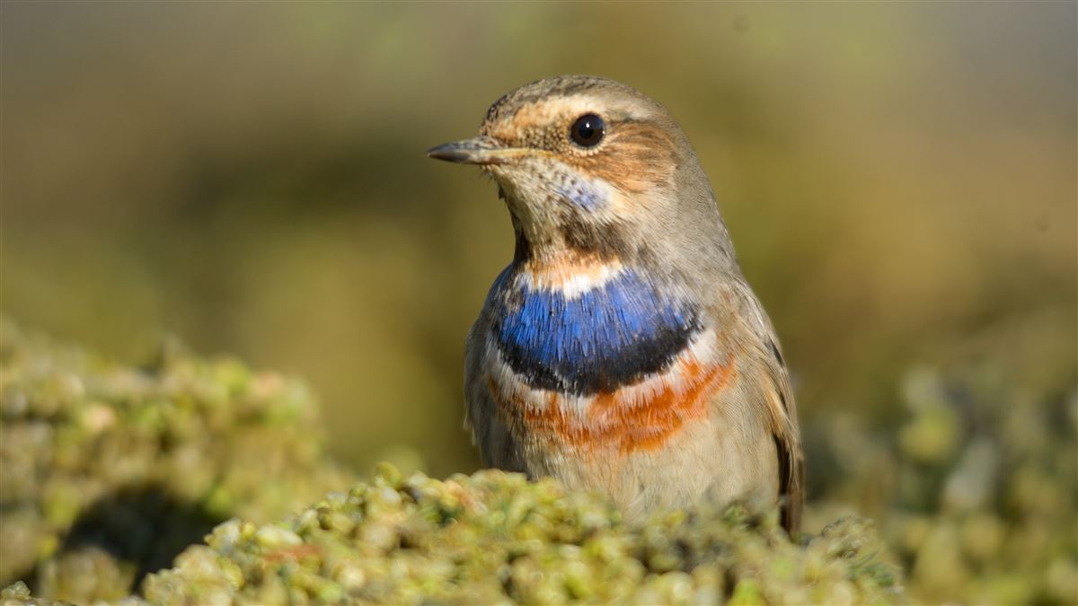 Mavigerdan