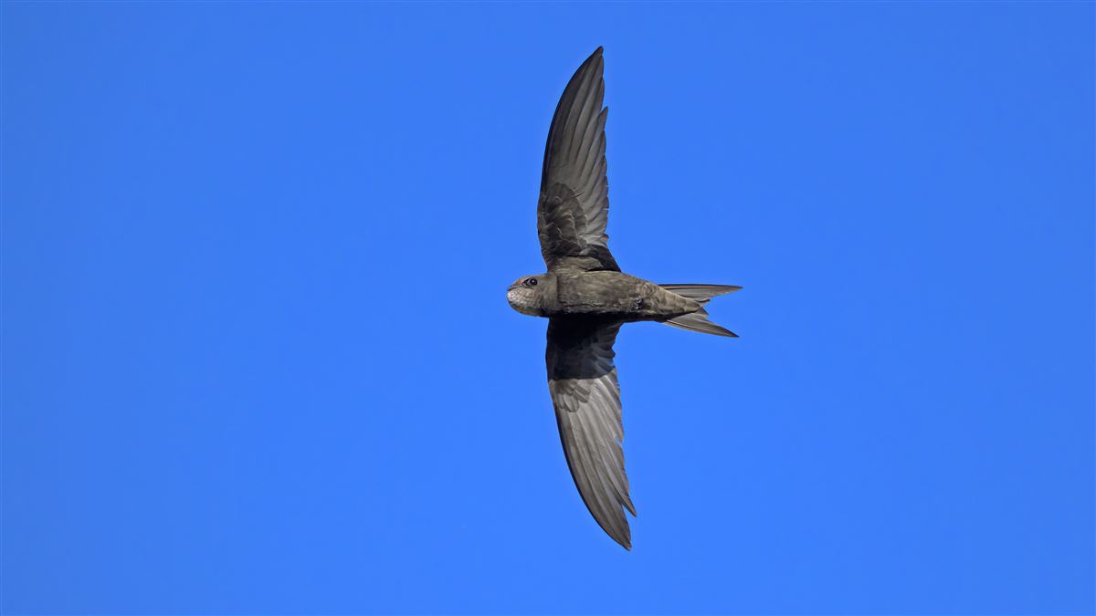Ebabil