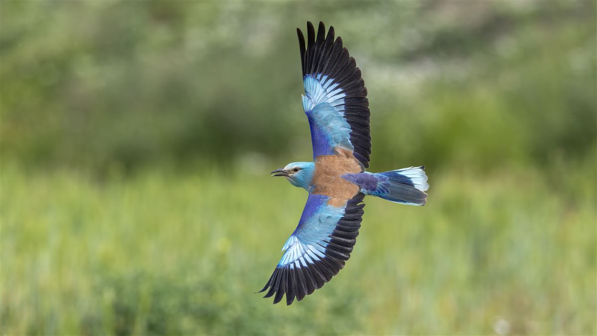 European Roller