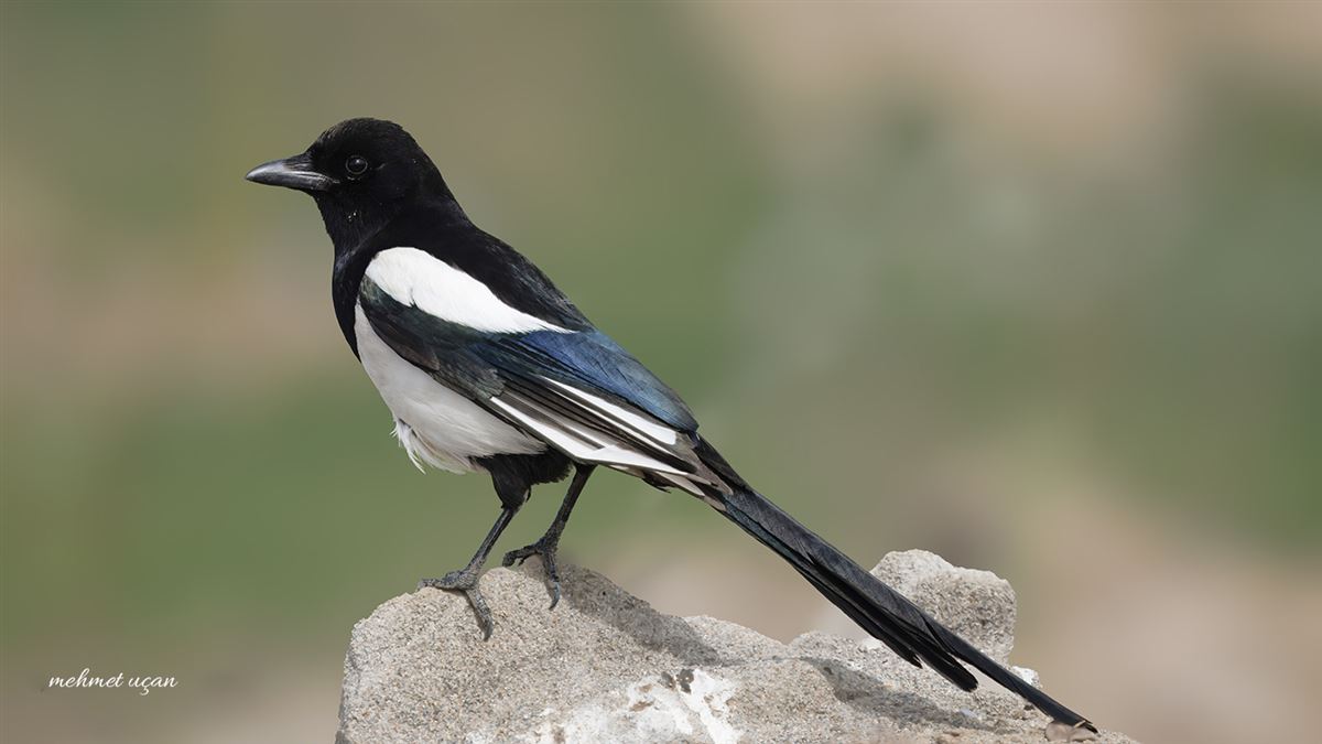 Saksağan