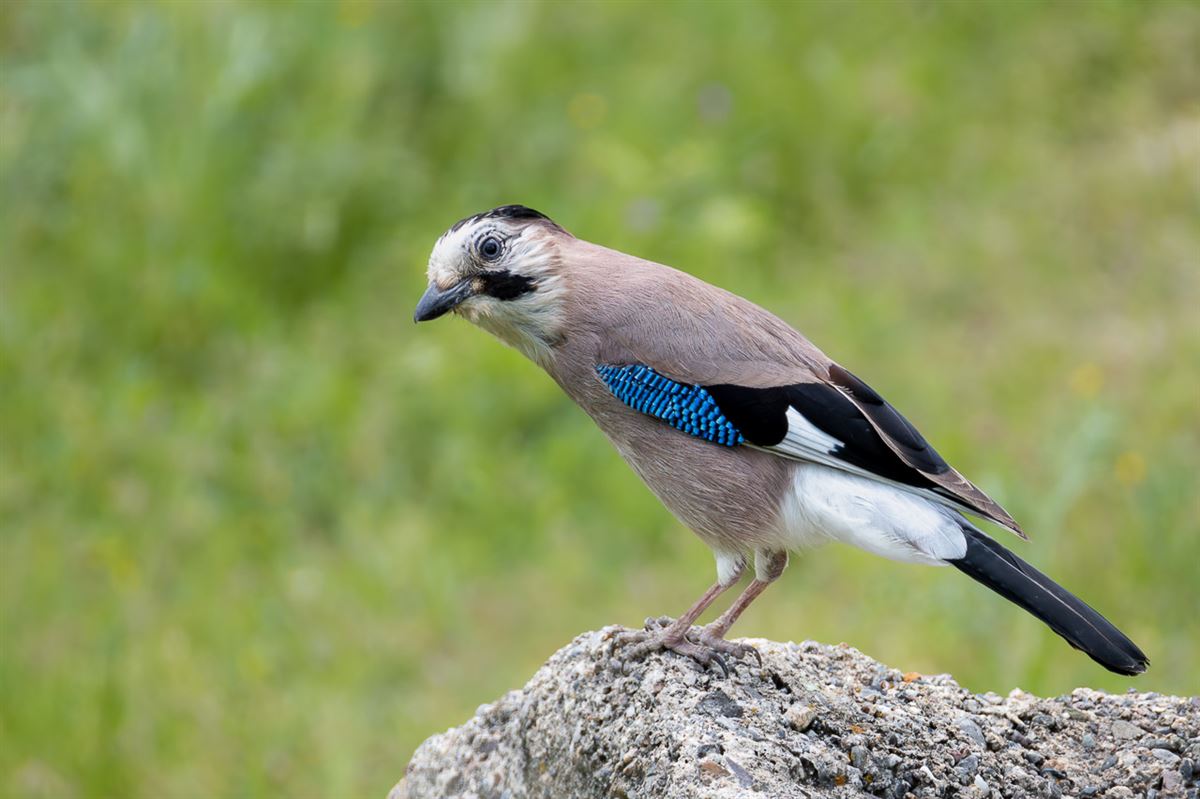 Alakarga