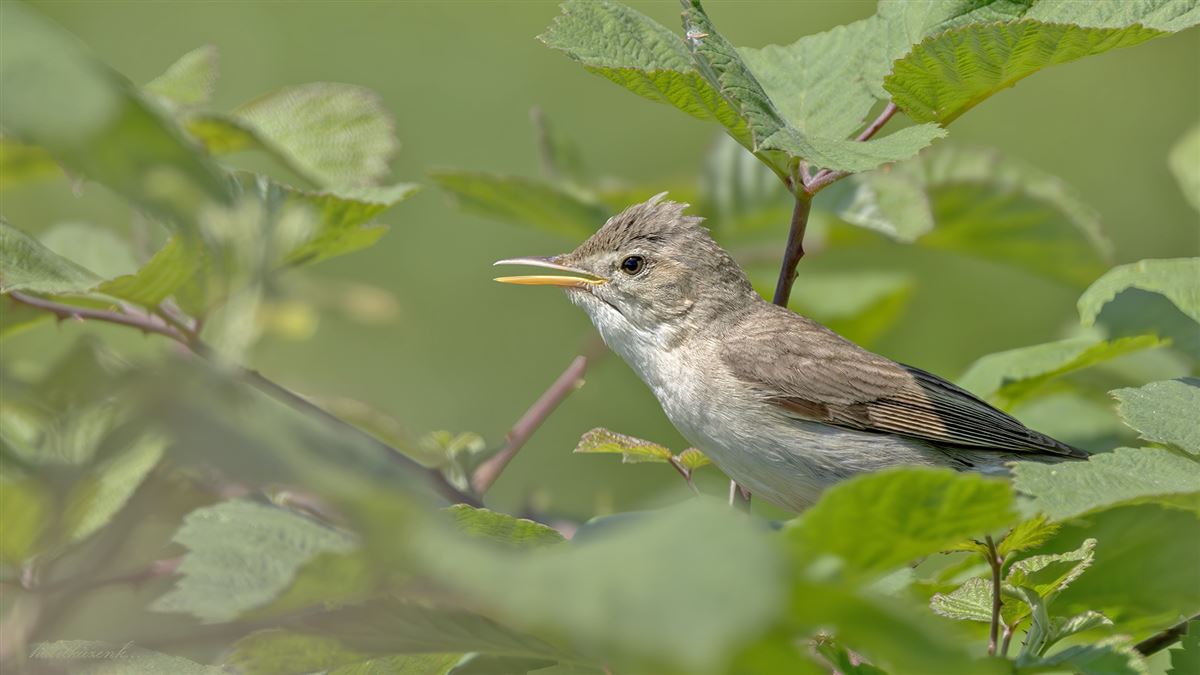 Ak Mukallit