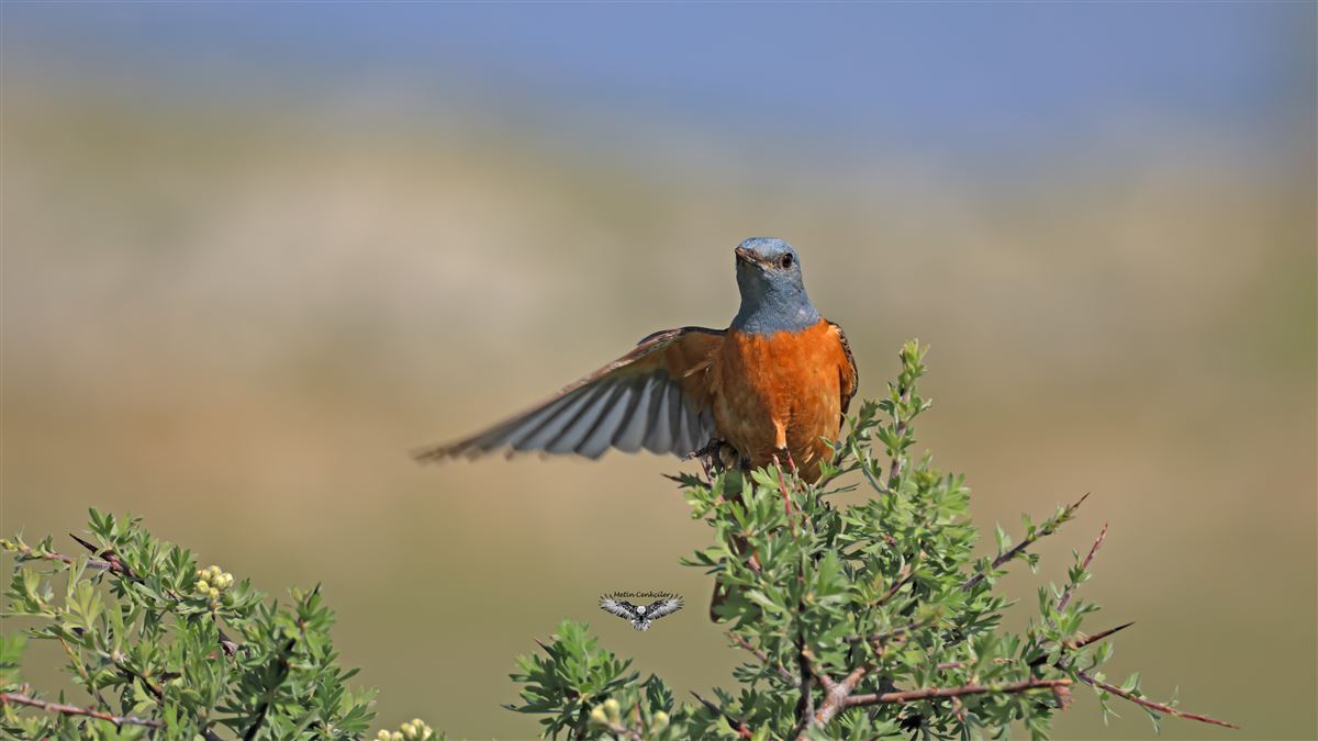 Taşkızılı