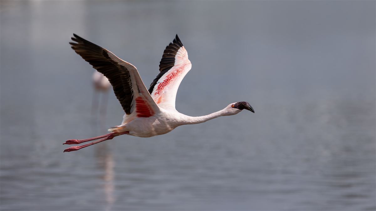 Küçük Flamingo