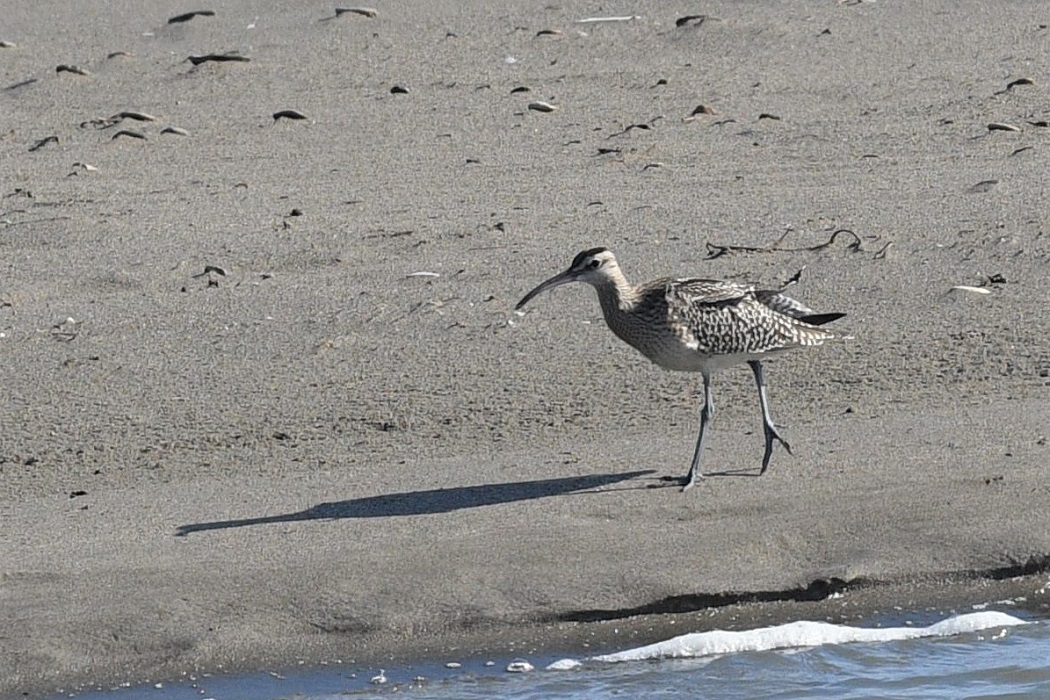 Eurasian Whimbrel