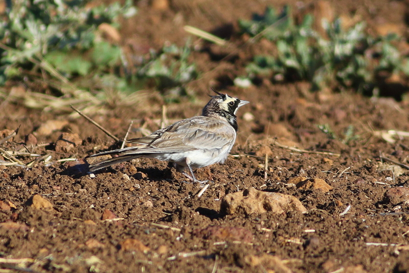 Horned Lark