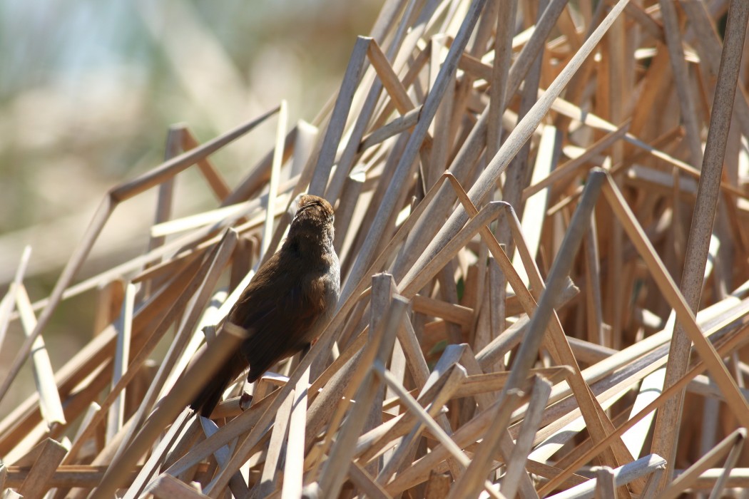 Cetti`s Warbler