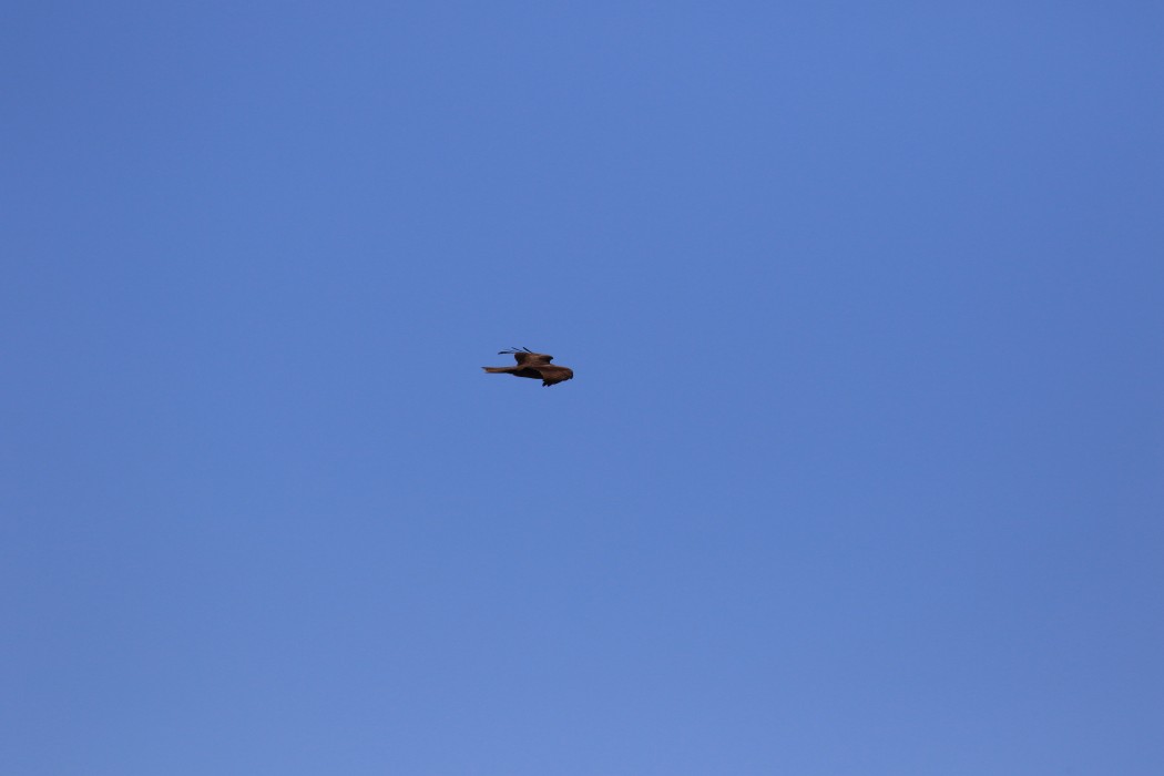 Black Kite