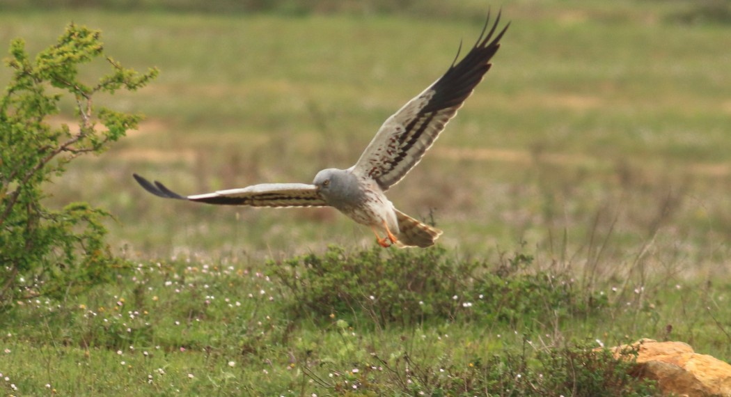 Montagu`s Harrier
