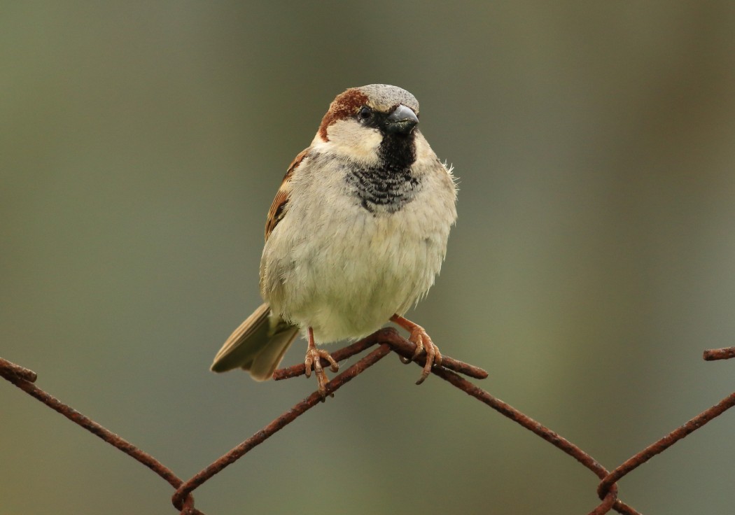 House Sparrow