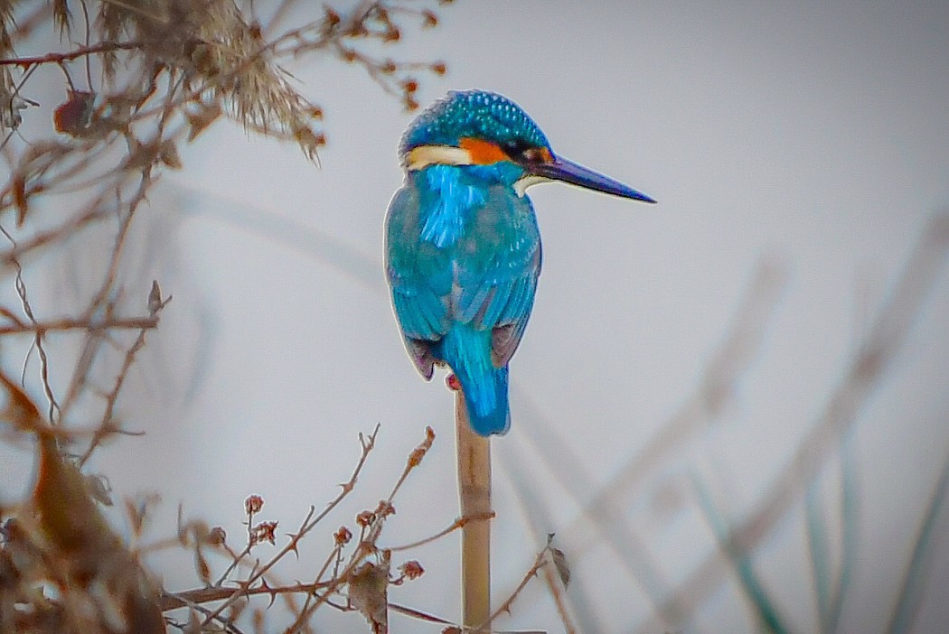 Common Kingfisher