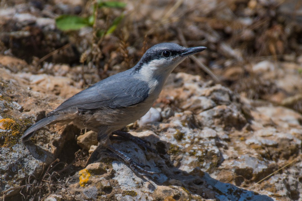 Western Rock Nuthatch