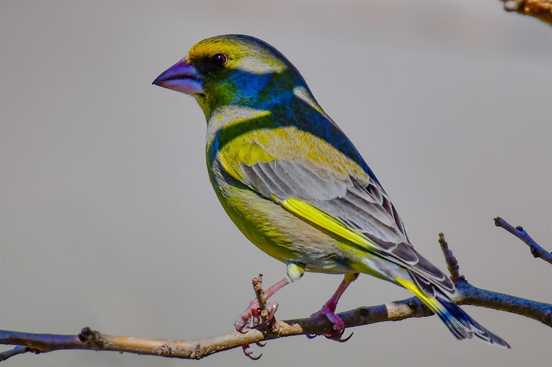 European Greenfinch