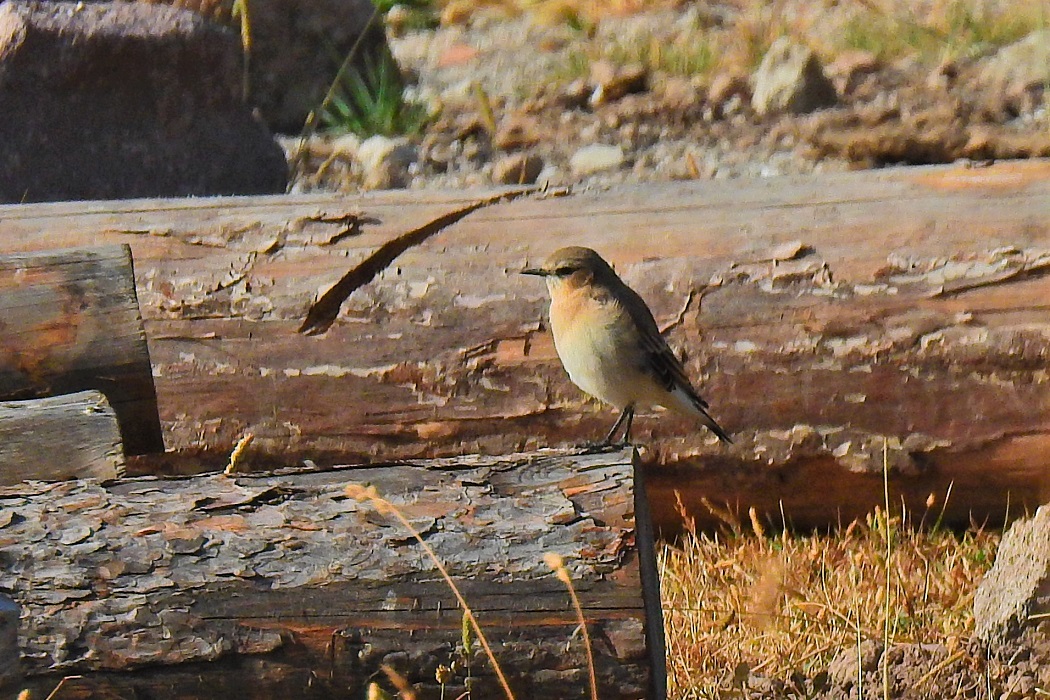 Northern Wheatear