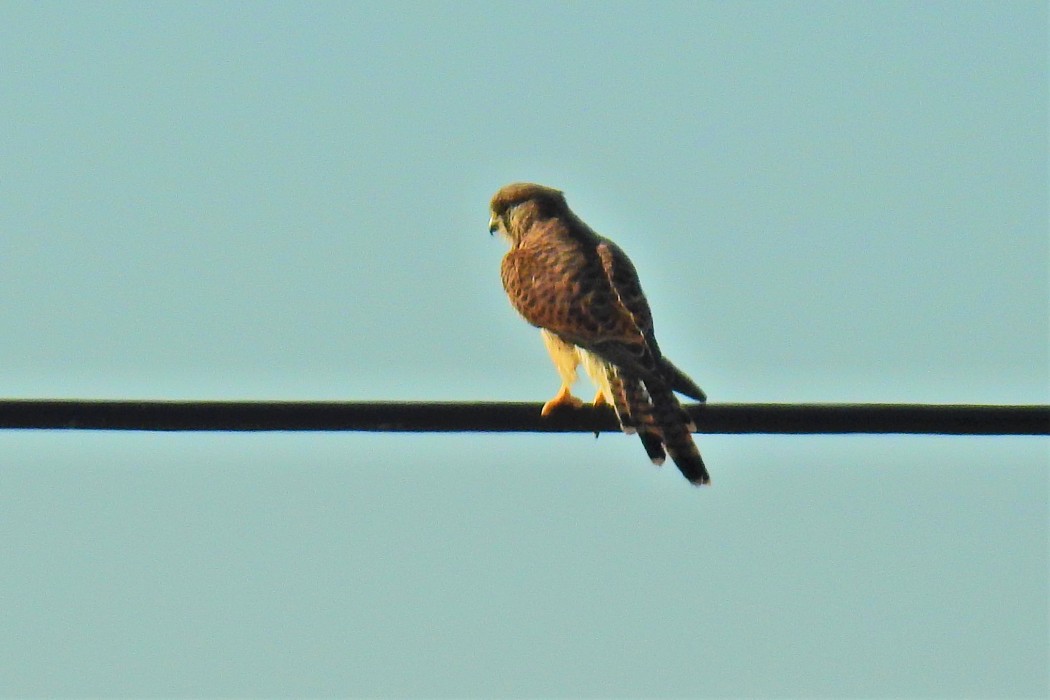 Common Kestrel