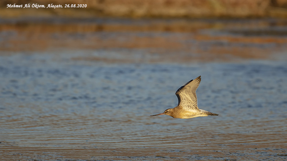Bar-tailed Godwit