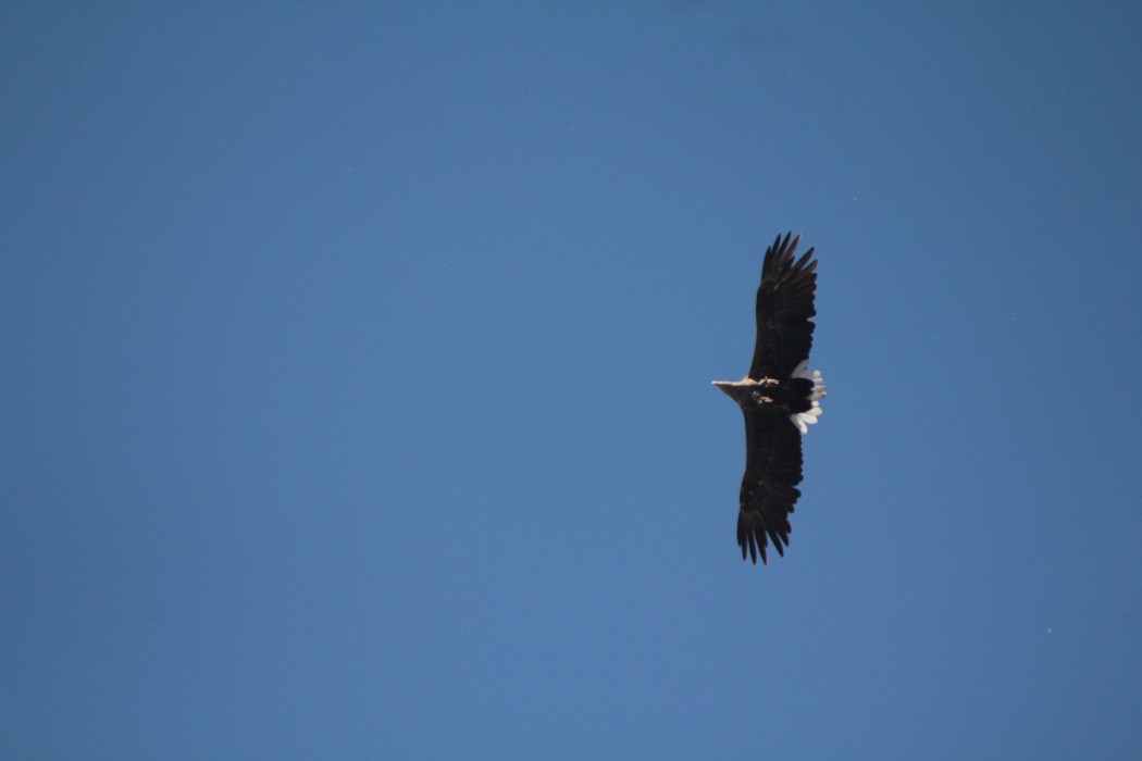 White-tailed Eagle