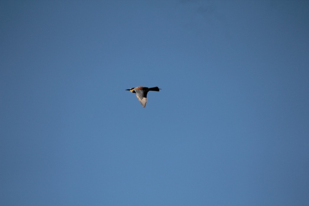 European Bee-eater