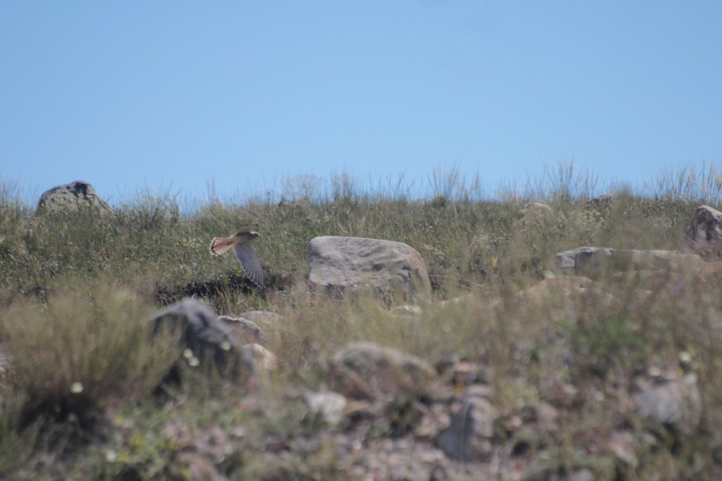 Common Kestrel