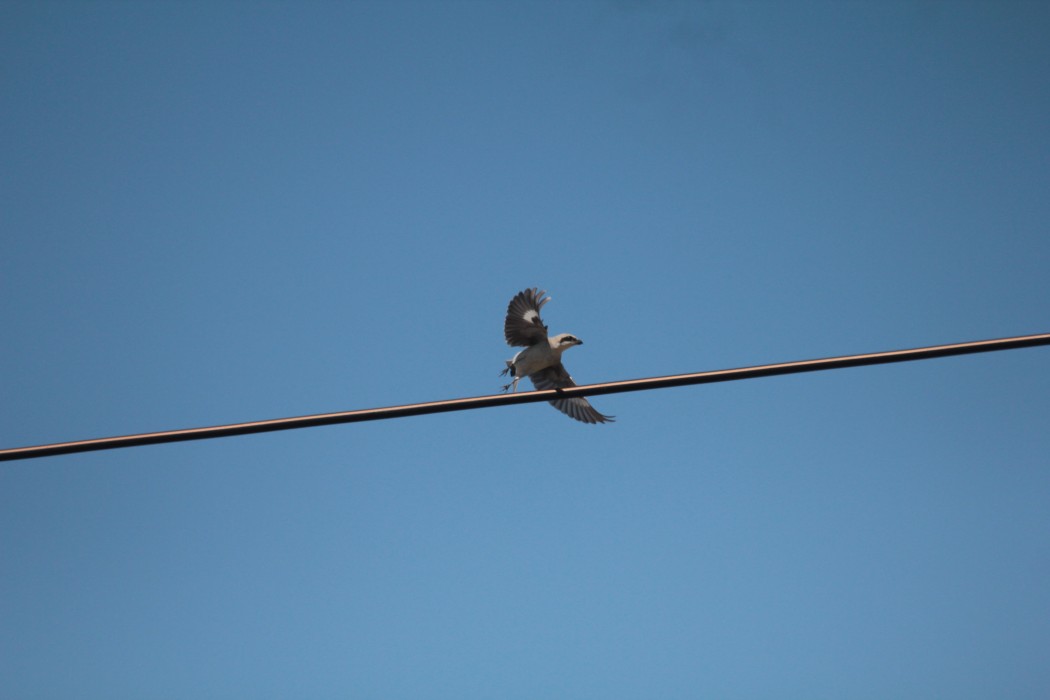 Lesser Grey Shrike