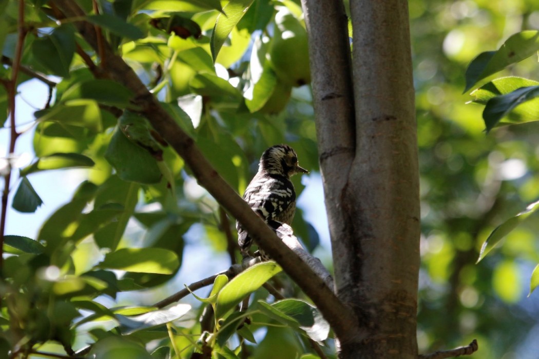 Lesser Spotted Woodpecker