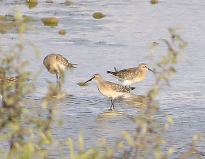 Curlew Sandpiper