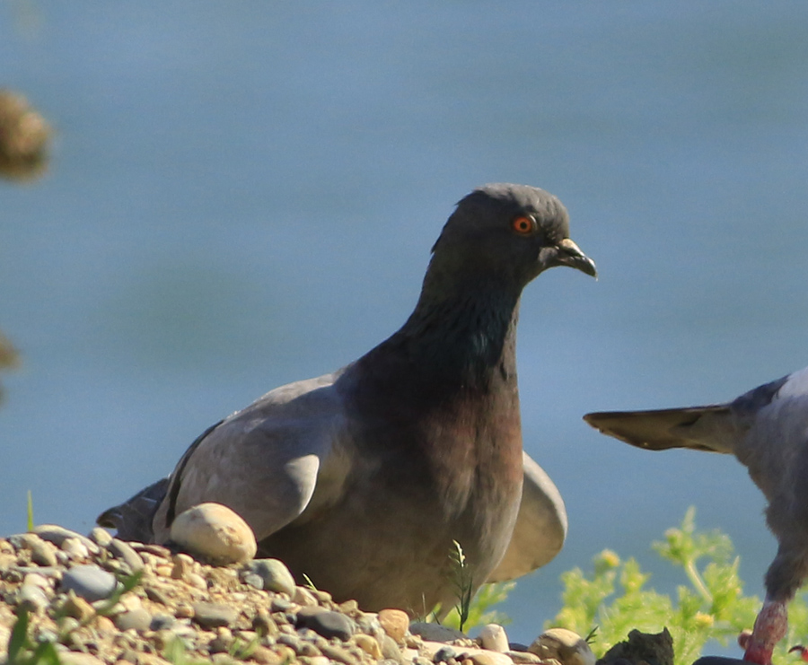 Rock Dove