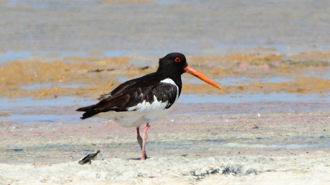 Eurasian Oystercatcher