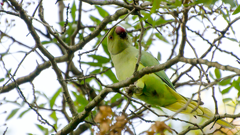 Rose-ringed Parakeet
