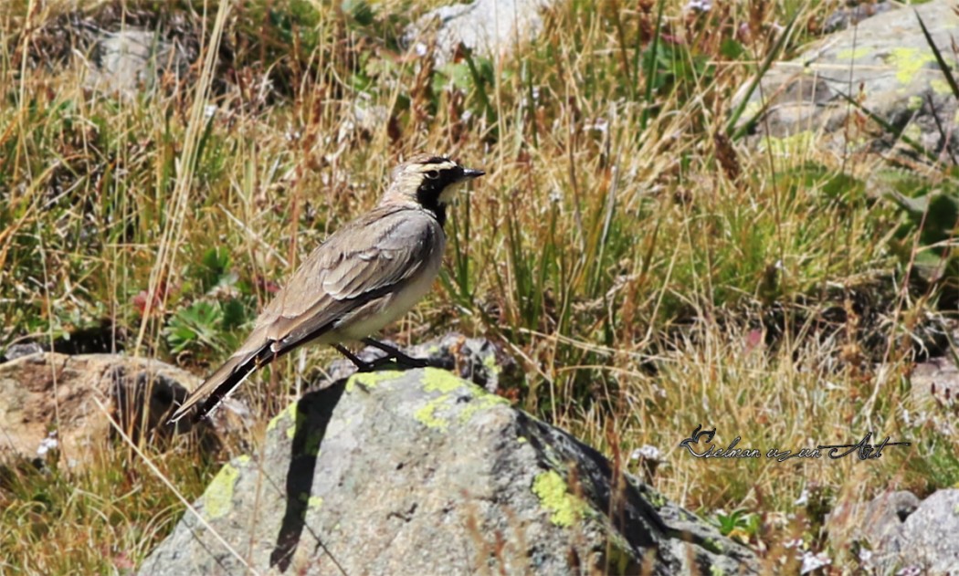 Horned Lark