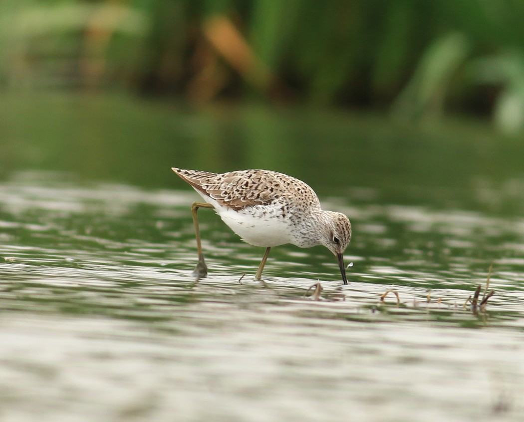 Marsh Sandpiper