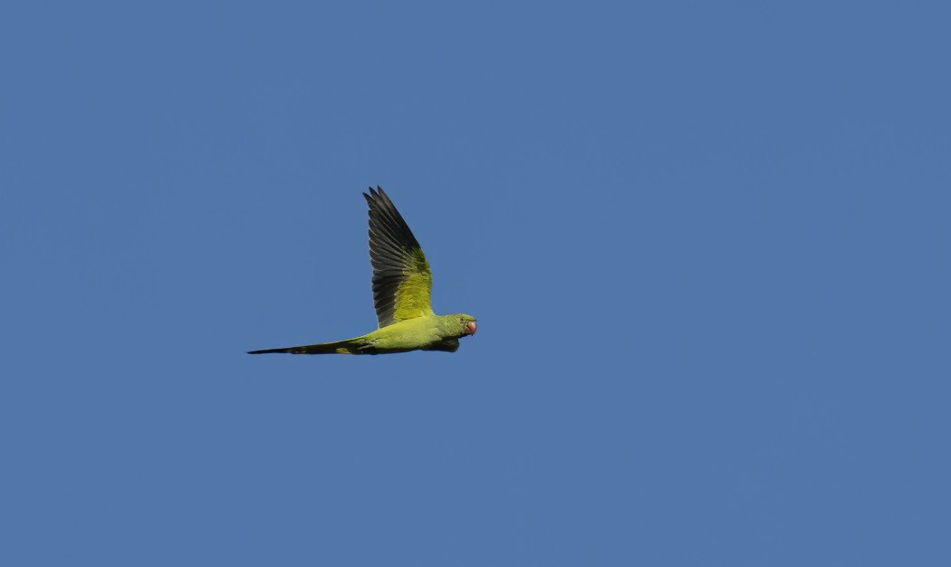 Rose-ringed Parakeet