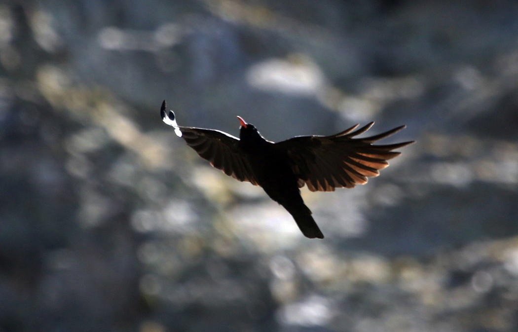 Red-billed Chough