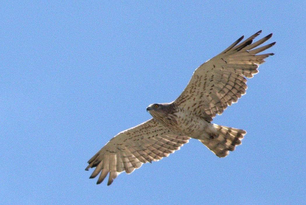 Yılan Kartalı